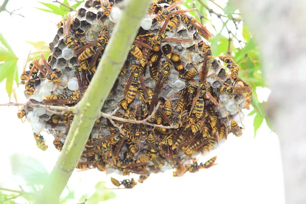 Vespa de papel de cintura escura (Polistes jokahamae) nidificação no Japão — Fotografia de Stock