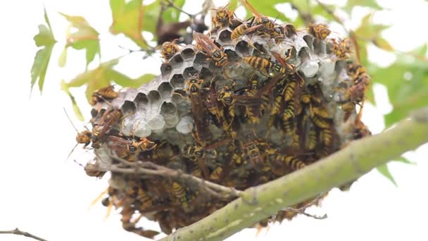 Karanlık-bel kağıt Japonya'da yuvalama wasp (polistes jokahamae) — Stok video