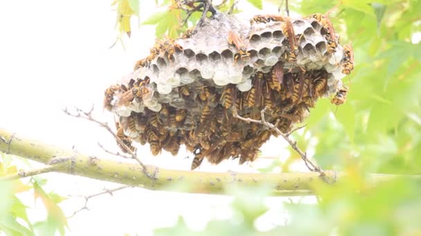 Vespa di carta a vita scura (Polistes jokahamae) nidificante in Giappone — Video Stock