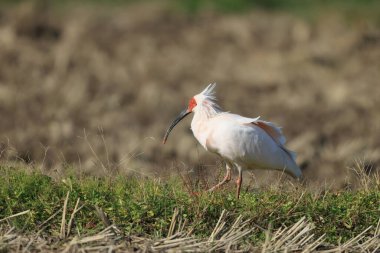 Japonya 'nın Sado adasında Japon armalı ayılar (Nipponia nippon)