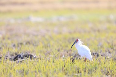 Japonya 'nın Sado adasında Japon armalı ayılar (Nipponia nippon)