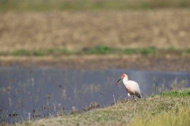 Japonya 'nın Sado adasında Japon armalı ayılar (Nipponia nippon)