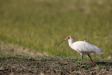 Japonya 'nın Sado adasında Japon armalı ayılar (Nipponia nippon)
