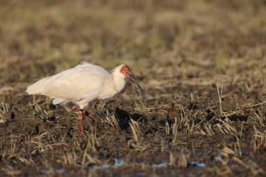 Japonya 'nın Sado adasında Japon armalı ayılar (Nipponia nippon)