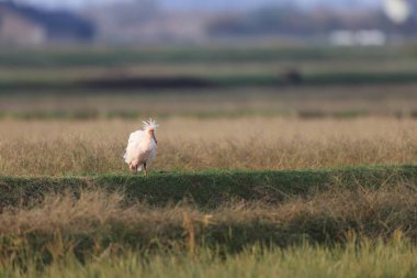 Japonya 'nın Sado adasında Japon armalı ayılar (Nipponia nippon)