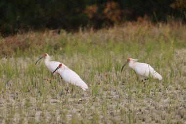 Japonya 'nın Sado adasında Japon armalı ayılar (Nipponia nippon)