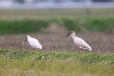 Japonya 'nın Sado adasında Japon armalı ayılar (Nipponia nippon)