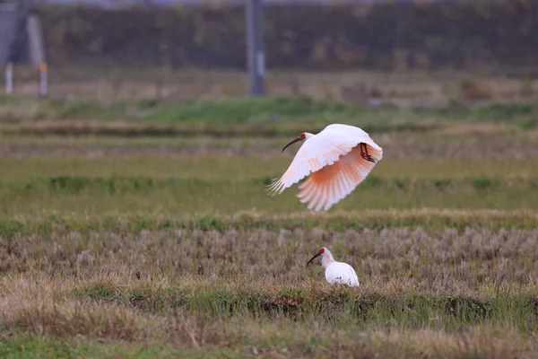 Japanischer Haubenibis Nipponia Nippon Auf Der Insel Sado Japan — Stockfoto