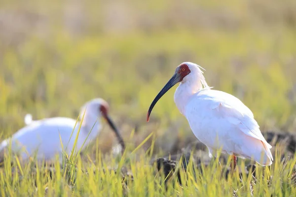 Japanese Crested Ibis Nipponia Nippon Sado Island Japan — Stock Photo, Image