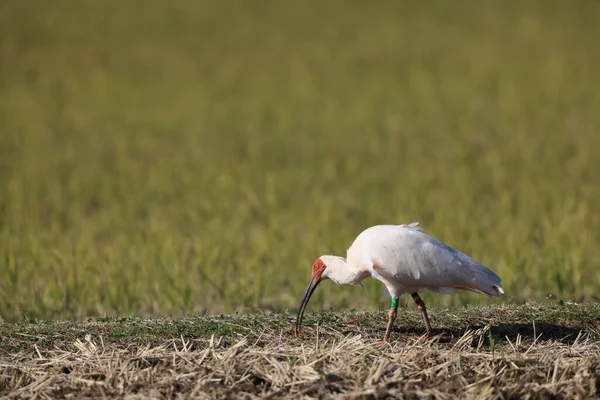 Japanese Crested Ibis Nipponia Nippon Sado Island Japan — Stock Photo, Image