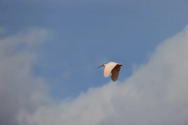Ibis Crestato Giapponese Nippon Nipponia Sull Isola Sado Giappone — Foto Stock