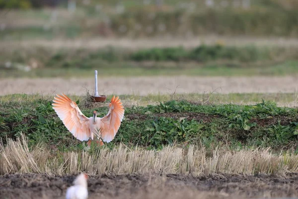 Ibis Crestat Japonez Nipponia Nippon Insula Sado Japonia — Fotografie, imagine de stoc