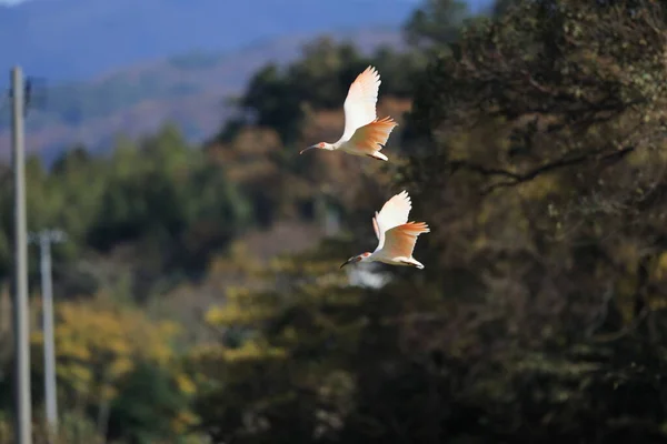 Japanese Crested Ibis Nipponia Nippon Sado Island Japan — Stock Photo, Image