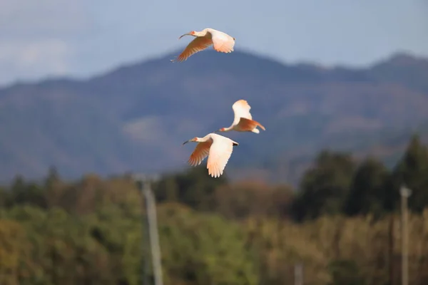 Japans Kuifibis Nipponia Nippon Het Eiland Sado Japan — Stockfoto