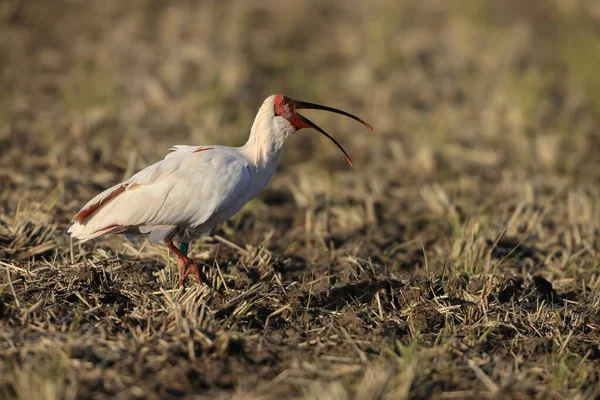 Japonya 'nın Sado adasında Japon armalı ayılar (Nipponia nippon)