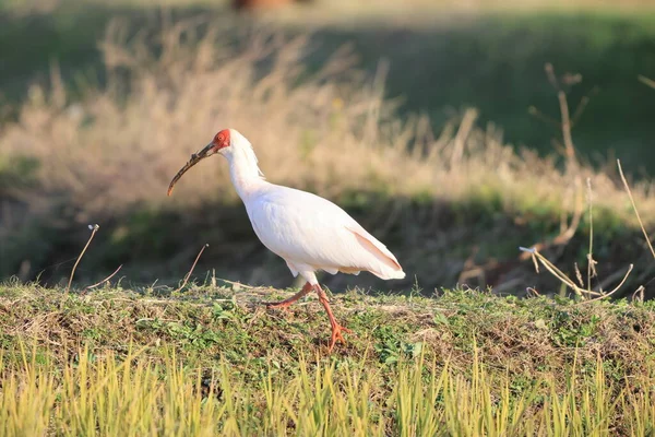 Japoński Czubaty Ibis Nipponia Nippon Wyspie Sado Japonia — Zdjęcie stockowe