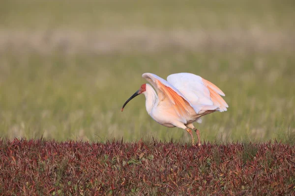 Ibis Crestato Giapponese Nippon Nipponia Sull Isola Sado Giappone — Foto Stock