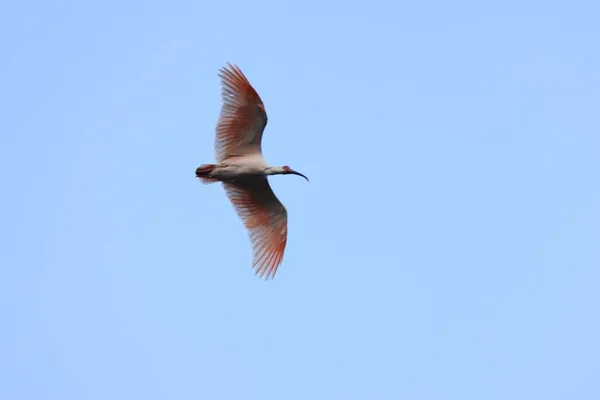 Ibis Crête Japonaise Nipponia Nippon Sur Île Sado Japon — Photo