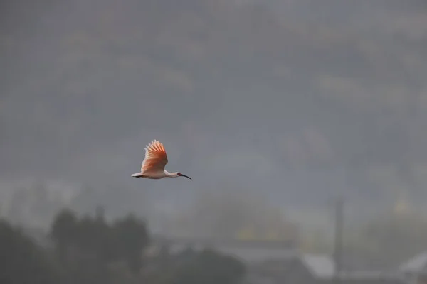 Ibis Cresta Japonesa Nipponia Nippon Isla Sado Japón — Foto de Stock