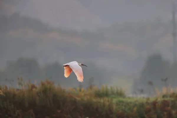 Ibis Cresta Japonesa Nipponia Nippon Isla Sado Japón —  Fotos de Stock