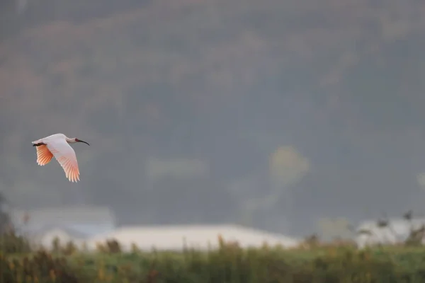 Ibis Crestato Giapponese Nippon Nipponia Sull Isola Sado Giappone — Foto Stock