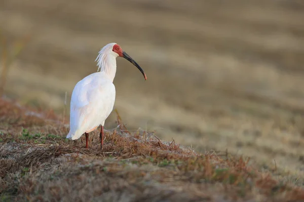 Ibis Crestato Giapponese Nippon Nipponia Sull Isola Sado Giappone — Foto Stock