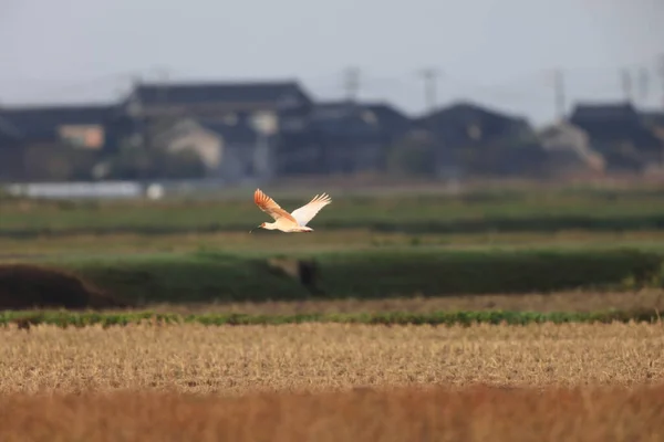 Japoński Czubaty Ibis Nipponia Nippon Wyspie Sado Japonia — Zdjęcie stockowe