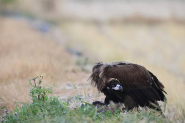 Japonya 'daki Cinereous Vulture (Aegypius monachus)