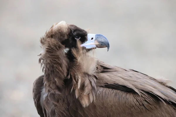 Japonya Daki Cinereous Vulture Aegypius Monachus — Stok fotoğraf