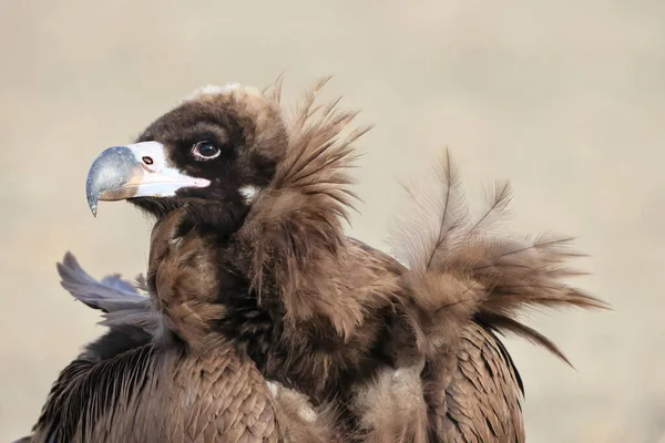 Cinereous Keselyű Aegypius Monachus Japánban — Stock Fotó