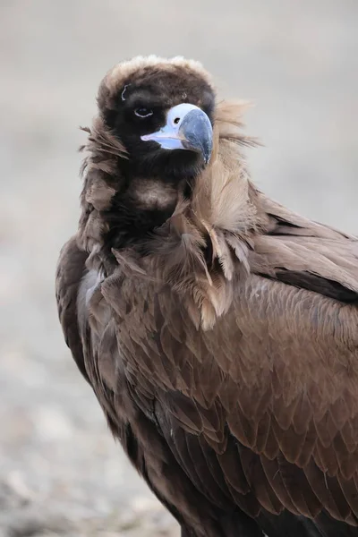 Cinereous Vulture Aegypius Monachus Japan — 图库照片