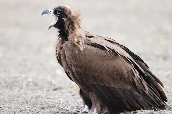 Japonya Daki Cinereous Vulture Aegypius Monachus — Stok fotoğraf