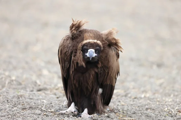 Japonya Daki Cinereous Vulture Aegypius Monachus — Stok fotoğraf