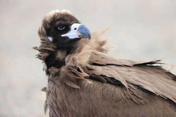 Cinereous Vulture Aegypius Monachus Японії — стокове фото