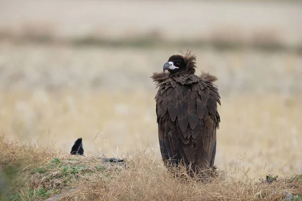 Cinereous Vulture Aegypius Monachus Japan — Zdjęcie stockowe