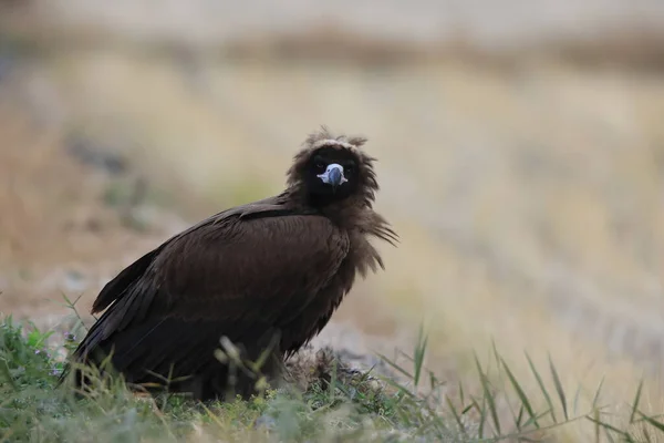 Cinereous Vulture Aegypius Monachus Japan — Stockfoto