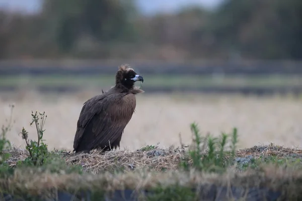 Cinereous Vulture Aegypius Monachus Japan — Stockfoto