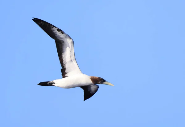Masked Booby Blue Faced Booby Sula Dactylatra Juvnule Japan — Stock Photo, Image