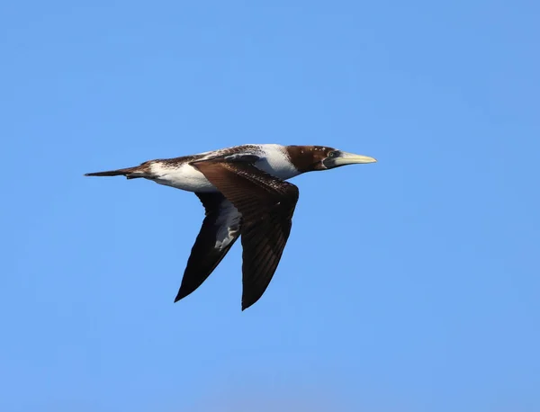 Masked Booby Eller Blue Faced Booby Sula Dactylatra Juvnule Japan — Stockfoto