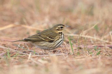 Japonya 'da Olive-back Pipit (Anthus hodgsoni)