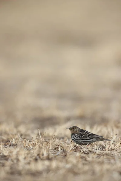 Vörös Torkú Pipit Anthus Cervinus Japánban — Stock Fotó