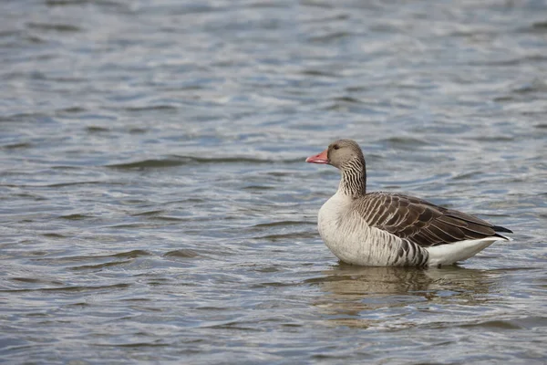 Greylag Goose Anser Anser Japan — Stock Photo, Image