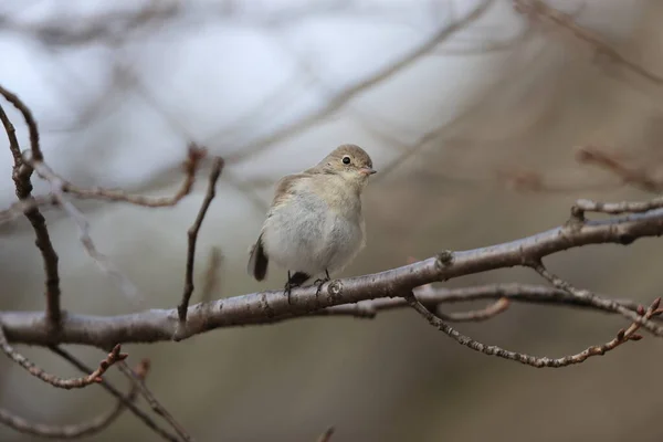 Flycatcher Pecho Rojo Ficedula Parva Japón — Foto de Stock