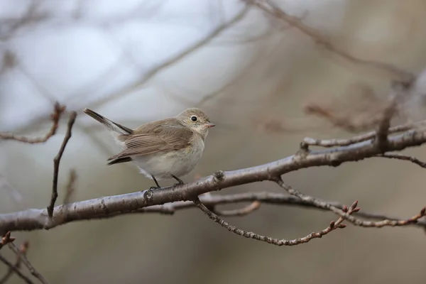 Red Breasted Flycatcher Ficedula Parva Japan — Stock Photo, Image