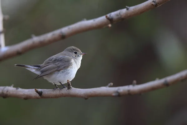 Moucherolle Poitrine Rouge Ficedula Parva Japon — Photo