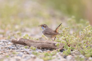 Bluethroat (Luscinia svecica) erkek, Japonya