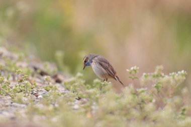 Bluethroat (Luscinia svecica) erkek, Japonya