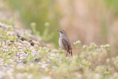 Bluethroat (Luscinia svecica) erkek, Japonya