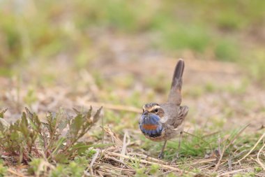 Bluethroat (Luscinia svecica) erkek, Japonya