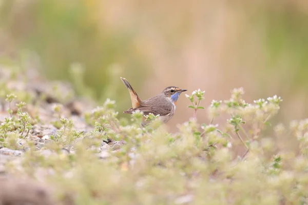 Garganta Azul Luscinia Svecica Macho Japón — Foto de Stock